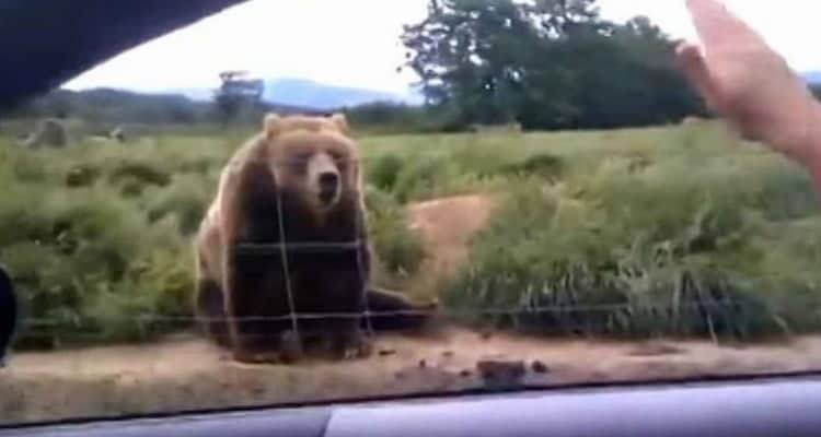 La risposta dell’orso al saluto della donna