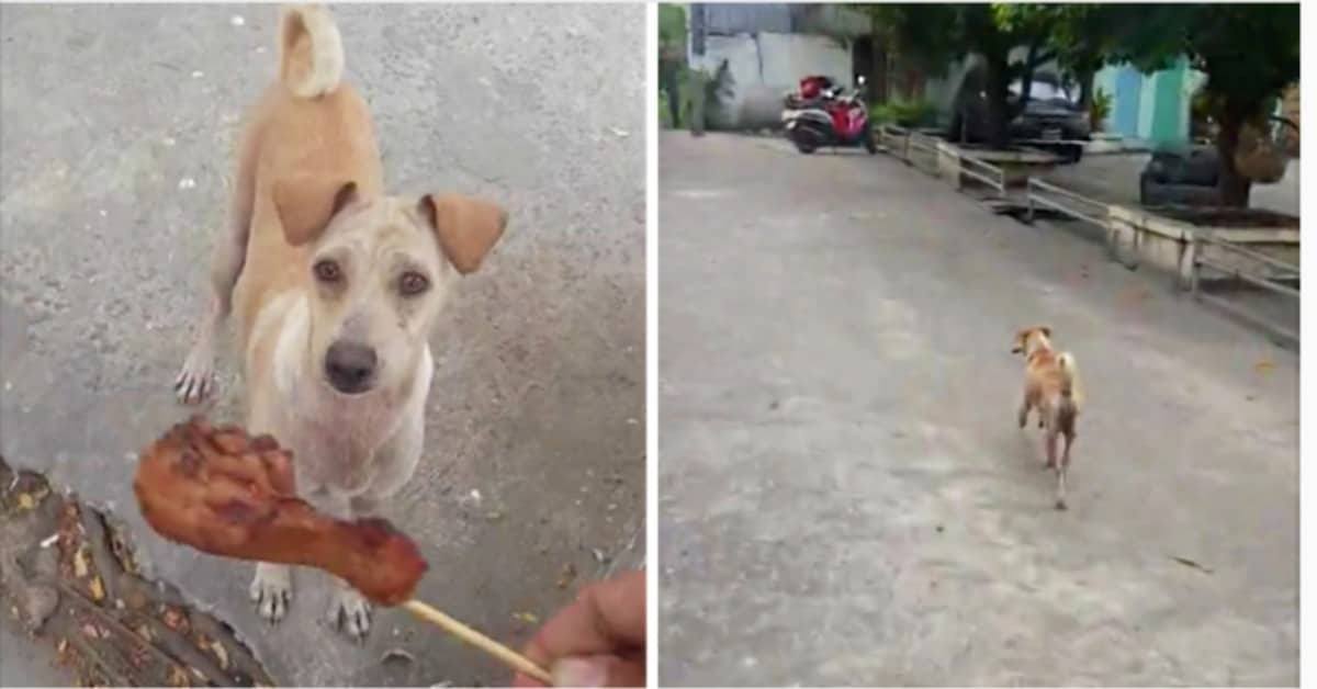 Quello che fa la cagnolina con il cibo che le aveva dato la donna