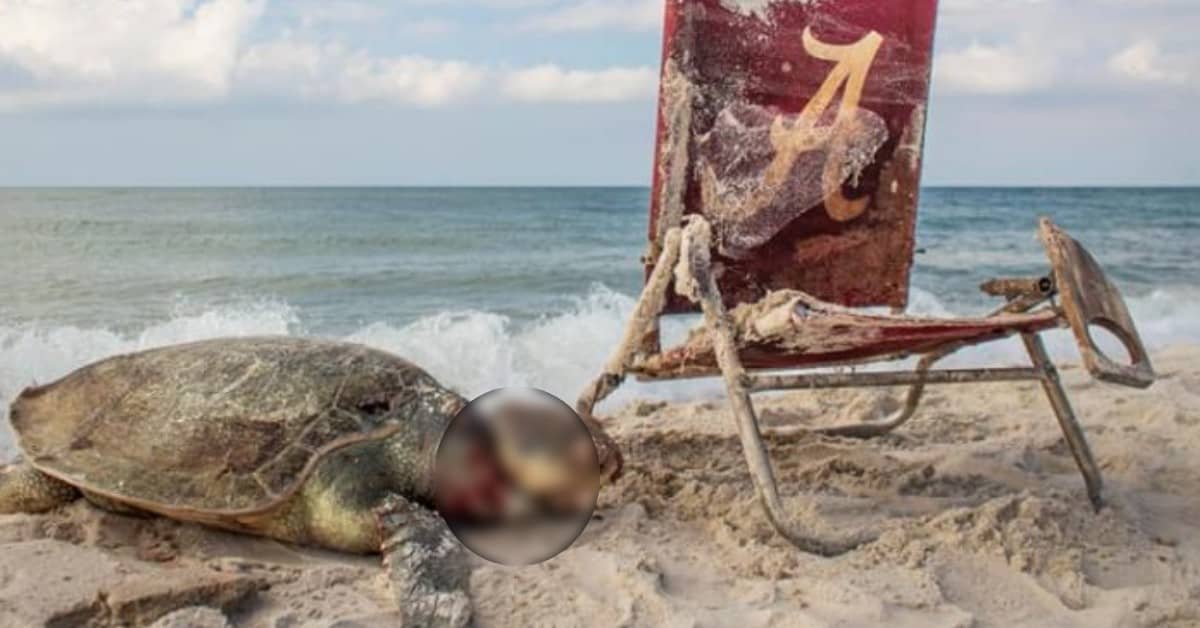 Rara tartaruga di mare trovata senza su una spiaggia in Alabama