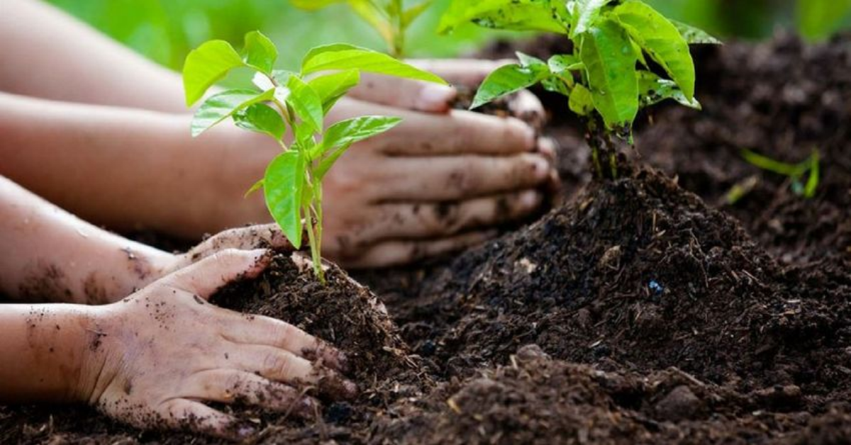 Mamma usa la placenta per piantare alberi. Ecco cosa accade