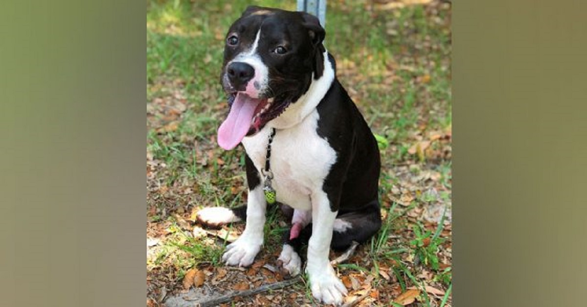 Zanny, il pitbull abbandonato legato a un palo. Accanto un tristissimo biglietto