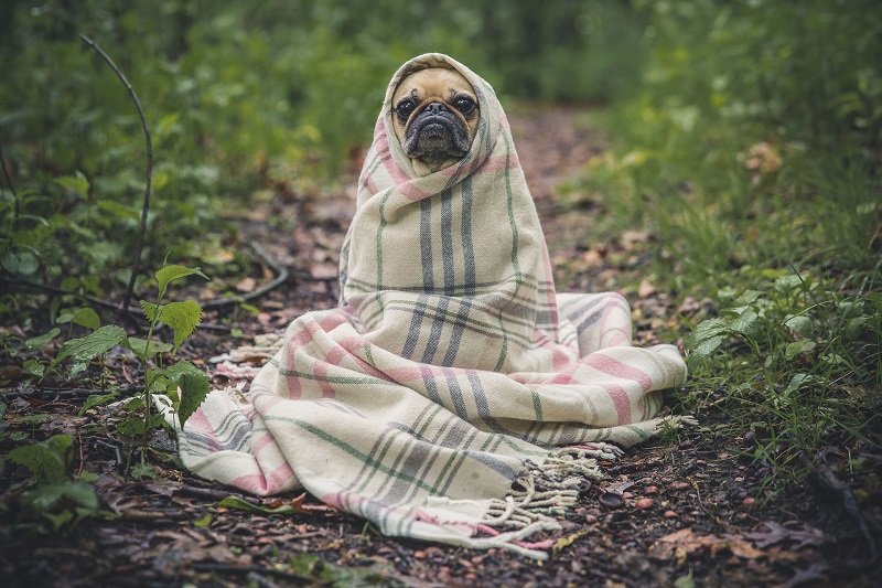 Carlino con coperta