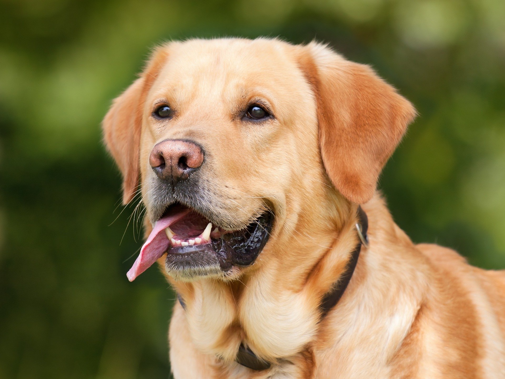 Un Labrador retriever felice