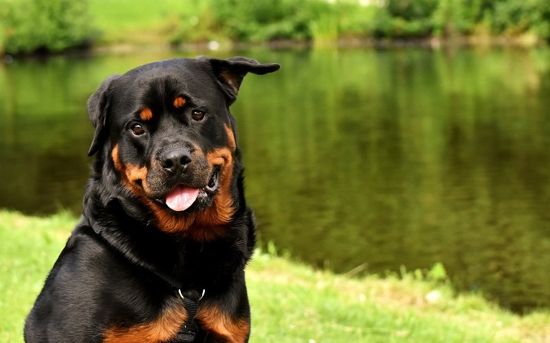 Rottweiler al lago