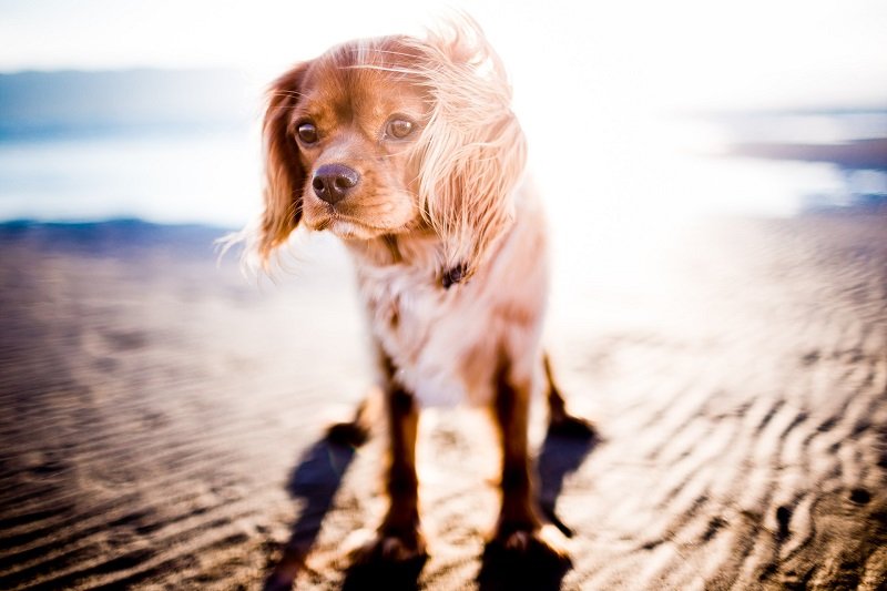 Cavalier King Charles Spaniel