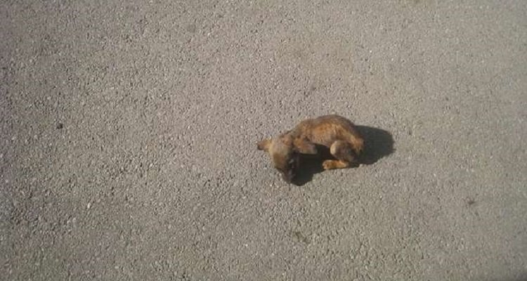 Una piccolissima cucciola aspettava in mezzo alla strada qualcuno che la salvasse