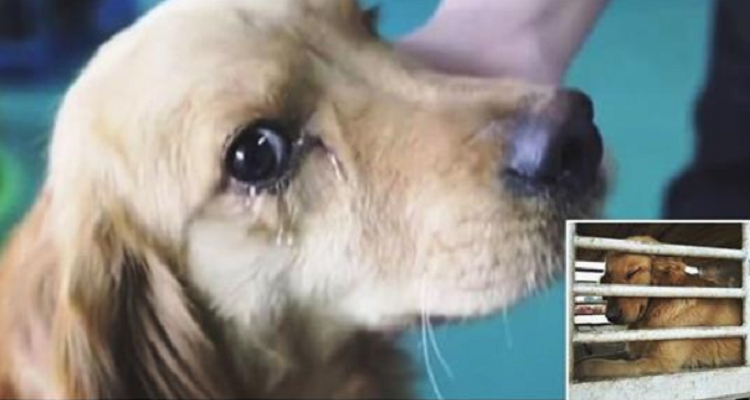 Cucciolo piange di felicità dopo essere stato salvato da un mercato della carne in Cina