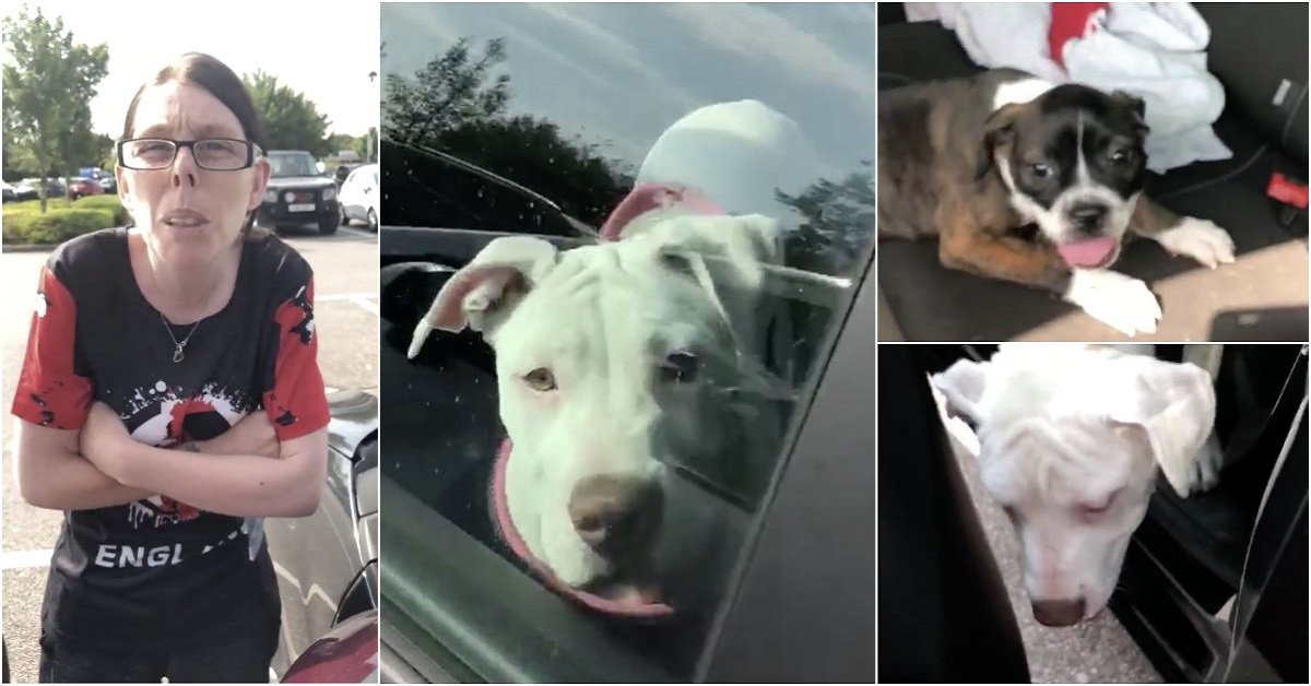 Donna arrabbiata affronta l’eroe che ha salvato i suoi cani chiusi in auto
