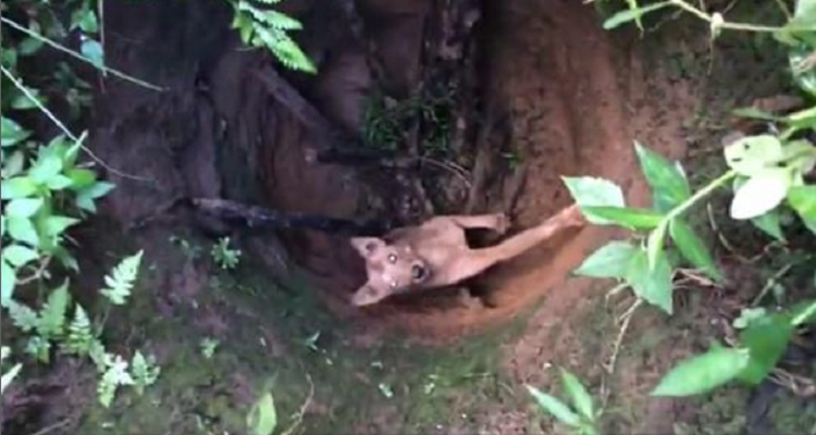 Il cucciolo caduto nel pozzo viene salvato da una passante