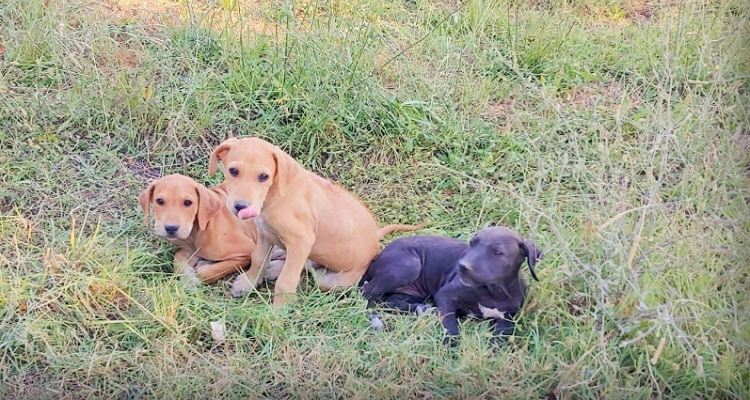 Narni, cuccioli abbandonati sotto il caldo sole estivo cercano casa