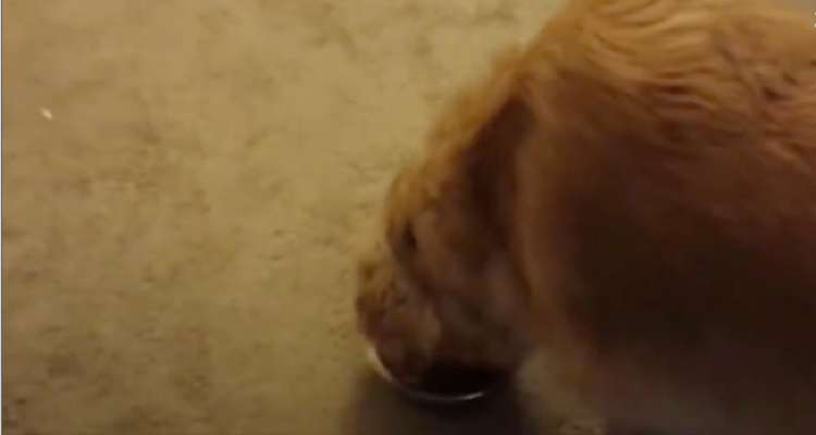 Questo papà ha trovato il modo di far mangiare il suo cane schizzinoso