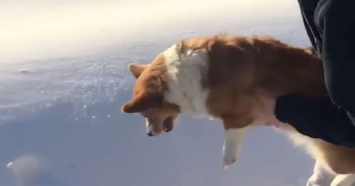 Un cane sta per essere gettato da un aereo ma