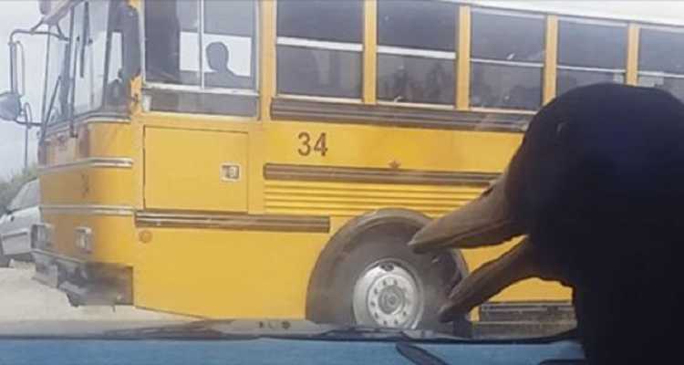 L’anatra attende ogni giorno alla fermata dell’autobus per salutare il suo migliore amico