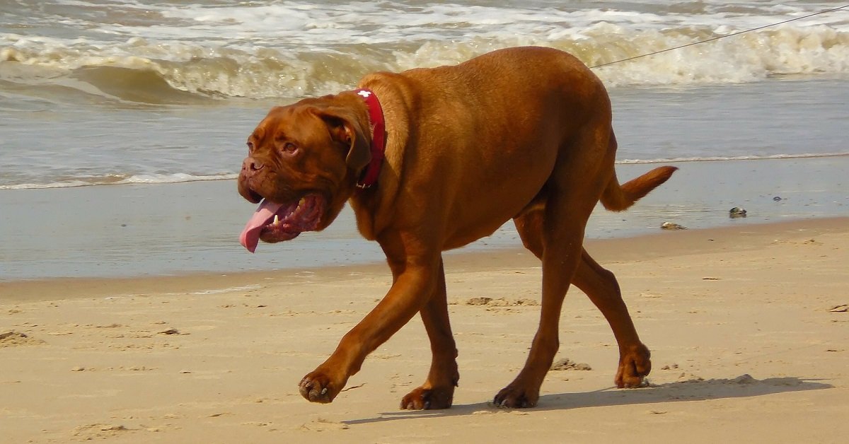 Colpo di calore nel cane: sintomi, conseguenze e quanto dura