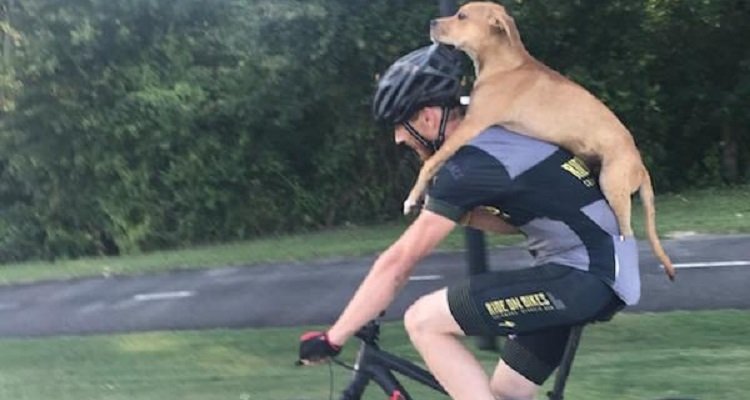 Salva un cane ferito trasportandolo sulla sua schiena