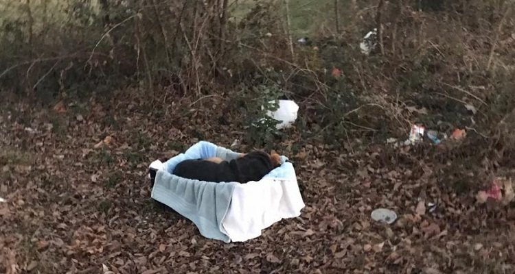 I soccorritori si avvicinano al cane abbandonato in strada e scoprono che non era solo