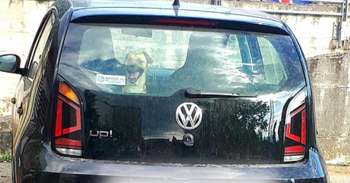 Cane lasciato in auto al sole: i carabinieri rompono finestrino