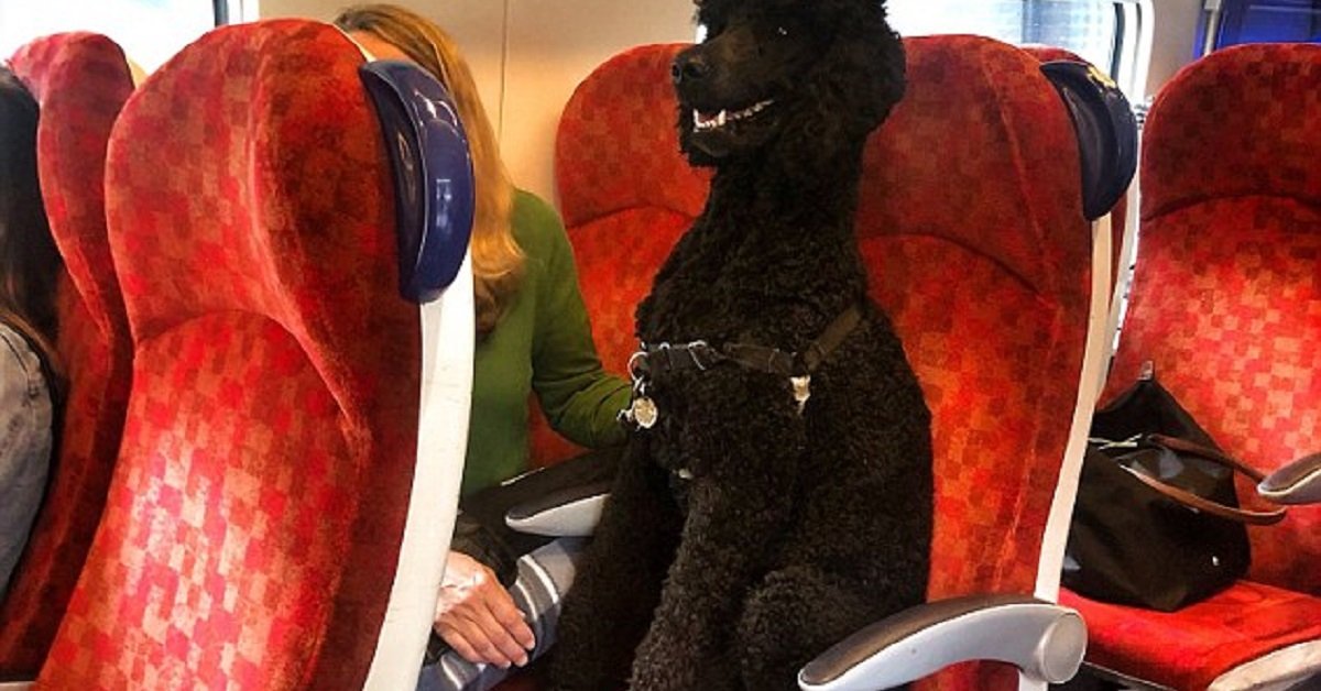 Il cane viaggia sul sedile del treno ed è polemica
