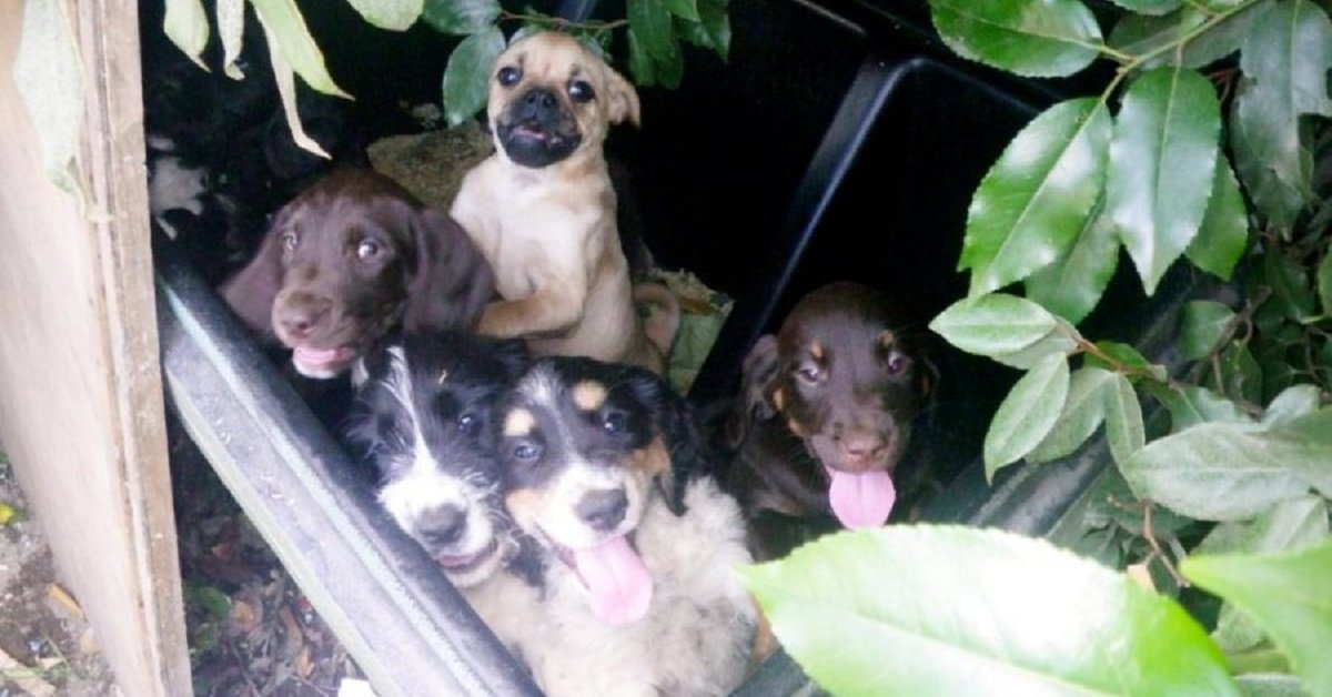 Nove cuccioli malati sono stati trovati in una pattumiera