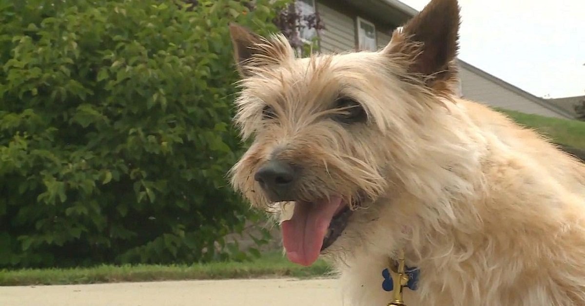 Cane rimane solo per 3 giorni in cortile dopo la morte del proprietario