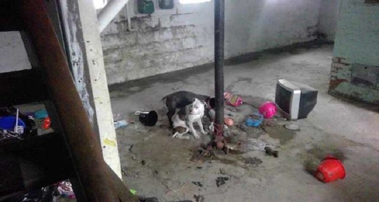 Trovano quattro cani nella cantina. La loro trasformazione è meravigliosa