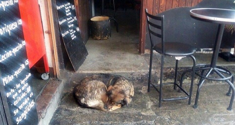 Il proprietario di un ristorante difende la randagia Lola