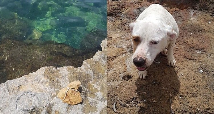 Getta il cane in acqua con una pietra al collo. Rintracciato il proprietario