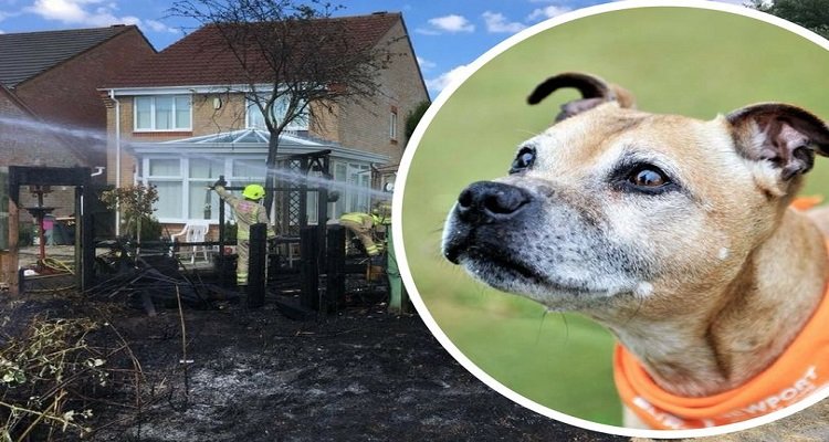 Bailey salva la sua nuova famiglia da un incendio