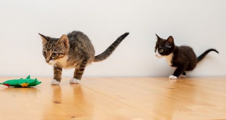 Gatti nascono con un difetto genetico che li porta ad avere due zampe a testa