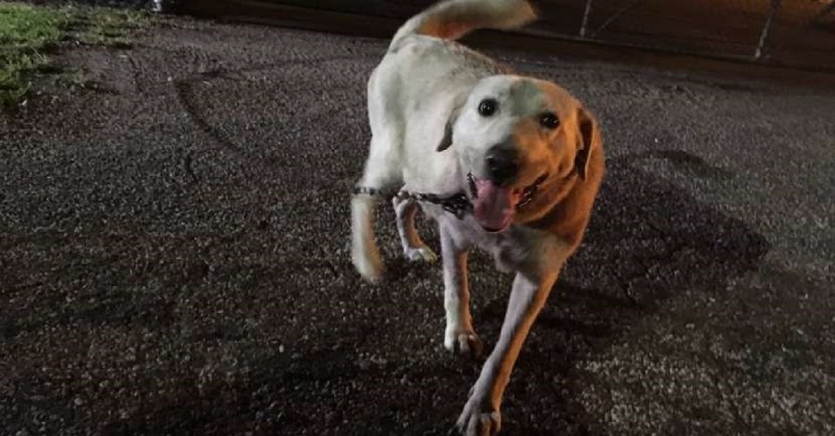 Legano una cagnolina incinta all’ingresso di un rifugio nel bel mezzo della notte