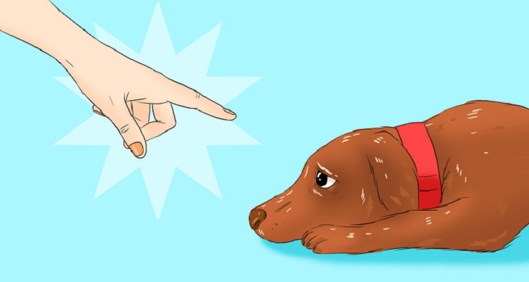 Cose dannose che potresti fare al tuo cane senza rendertene conto