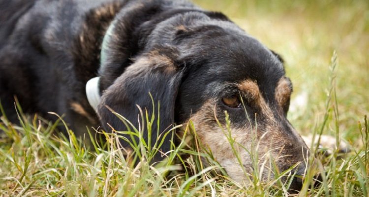 Caldo estivo – cani a rischio: occhio alle passeggiate sotto il sole