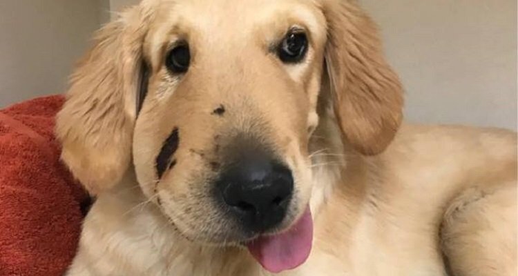 Golden Retriever eroe protegge la sua amica umana dall’attacco di un serpente a sonagli