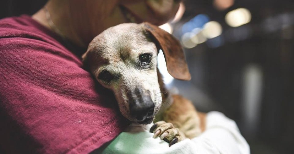 Muneca, la cagnolina anziana