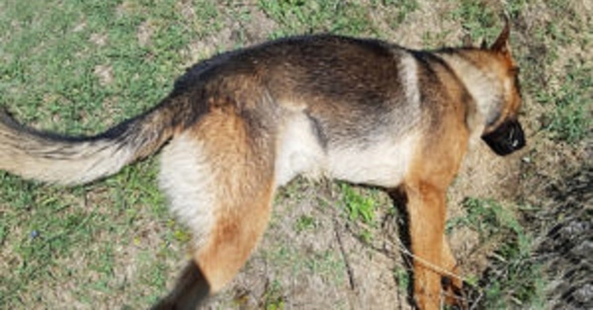 Kaos, il cane eroe, trovato senza vita nel giardino di casa