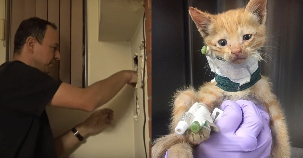 Un gattino è rimasto intrappolato per 72 ore nel muro e i suoi miagolii non si sentivano più
