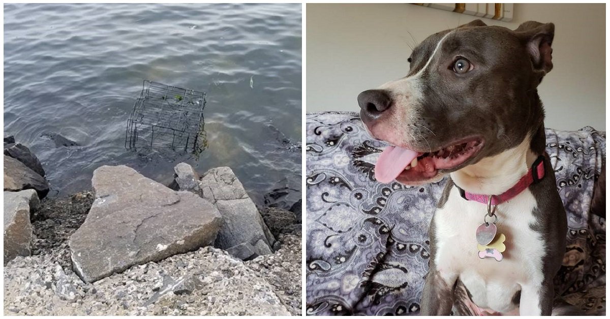Un cane è stato gettato in acqua chiuso in una gabbia. Lo straordinario salvataggio