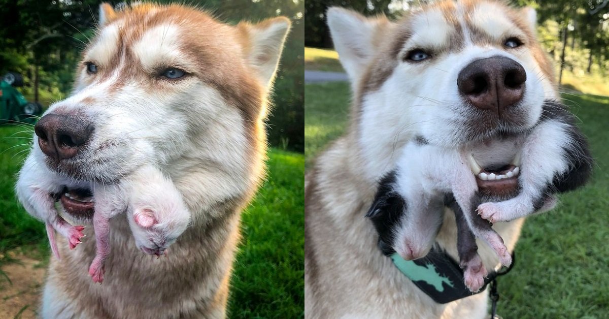 Banner la femmina di husky salva sette gattini e ora vuole essere la loro mamma