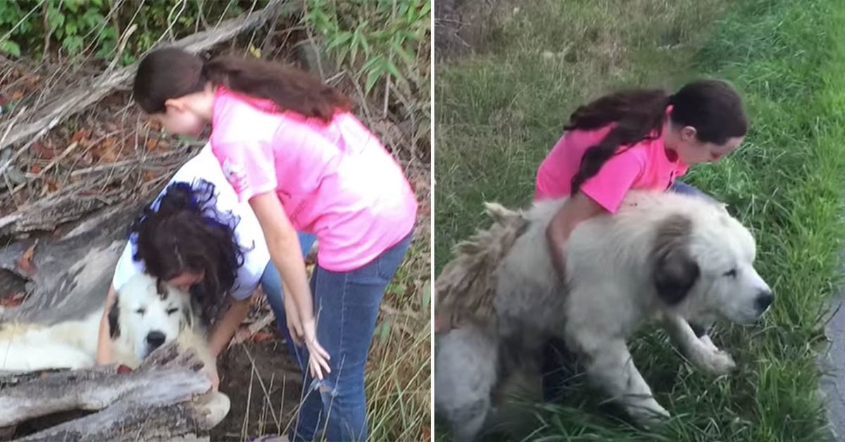 Salvano un cane gigante dei Pirenei poi capiscono perché era lì