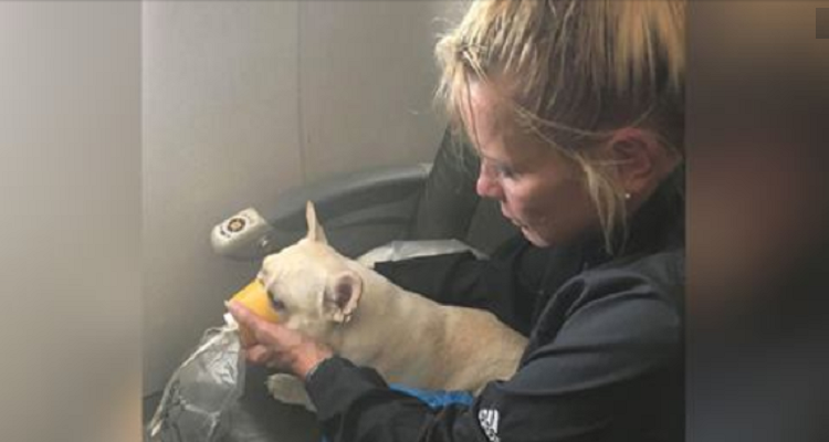 Il cucciolo soffre di mancanza di ossigeno in aereo e viene salvato dall’equipaggio