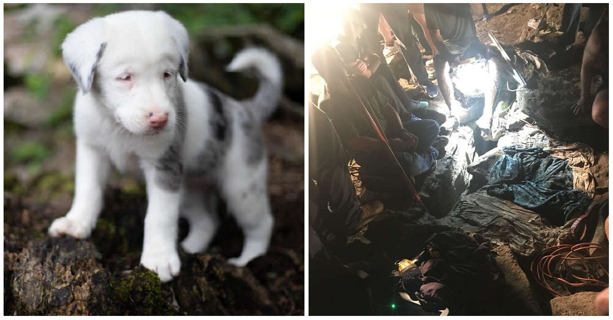 Toffee la cucciola sorda finisce in una crepa nella montagna