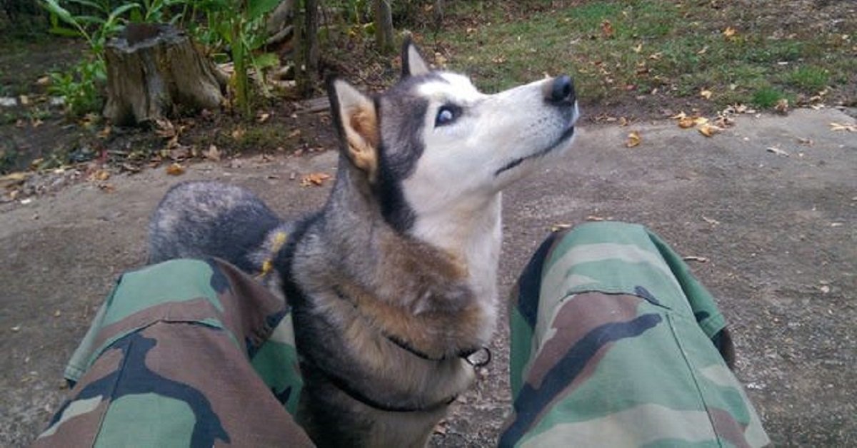 L’uomo trova una femmina di Husky e scopre che i suoi proprietari non la cercavano