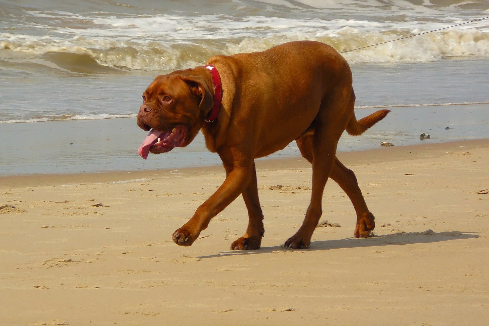 Dogue de Bordeaux