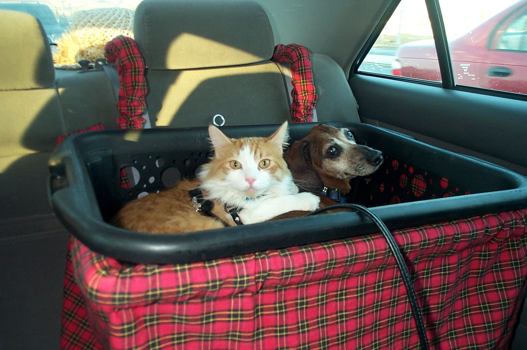 Come viaggiare in auto con cani e gatti