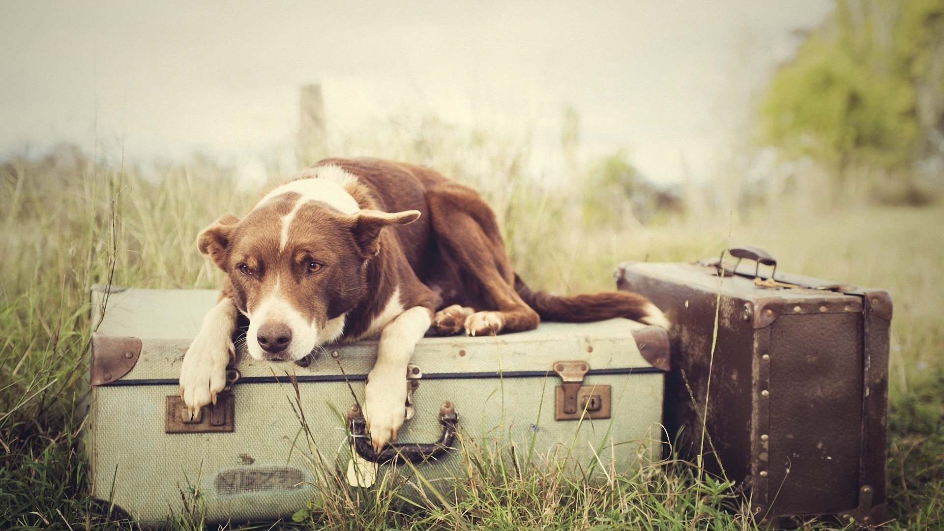 Vacanze con gli animali, come preparare la valigia di Fido