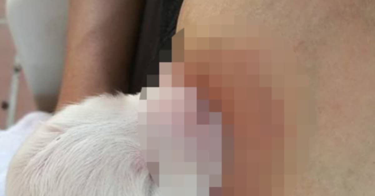Allatta al seno un cane e poi pubblica la foto