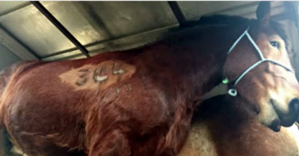 Stanno mettendo fine alla vita di molti cavalli, ma nessuno ne parla