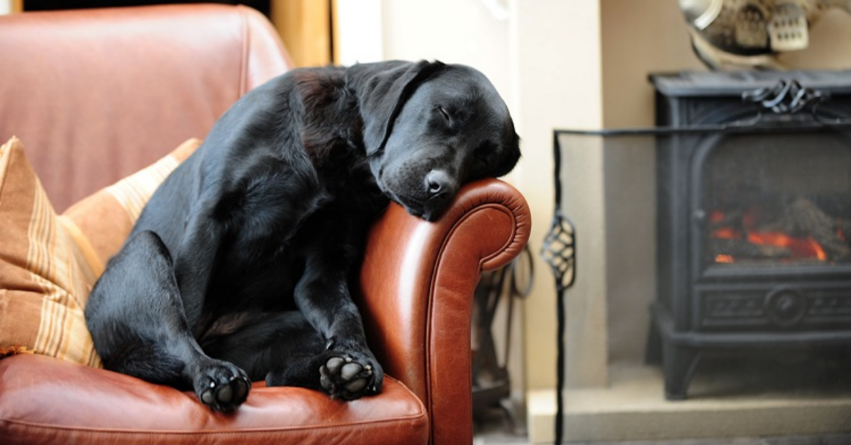 La storia del cane Tank