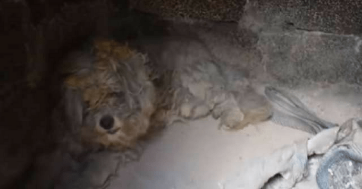 Il cane che sopravvive dentro un forno durante l’incendio in Grecia