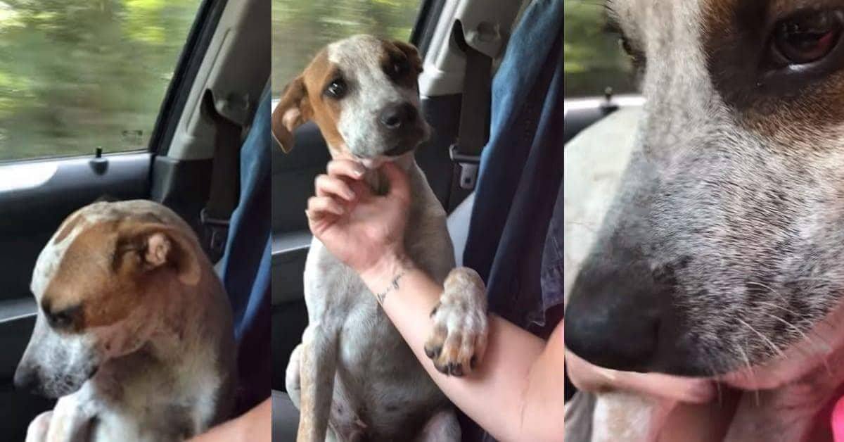 La gratitudine del cagnolino nei confronti della donna che li ha salvati